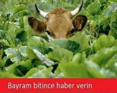 Harbimi Diyon Lan?